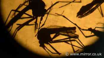 Zika virus Q&A - everything we know about deadly infection after mosquito breeds in UK for first time