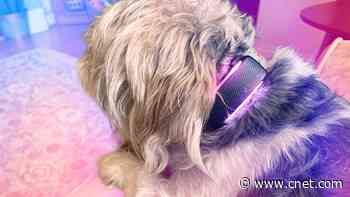 The 3 Best GPS Pet Trackers of 2026 After Testing Them on Our Furry Friends