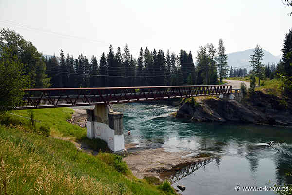 Grizzly reported in Sparwood