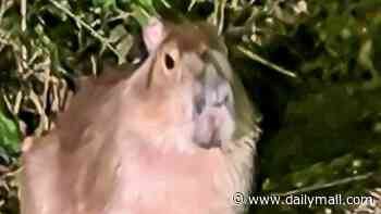 On-the-run capybara is spotted for first time in five months after it escaped from Hampshire zoo