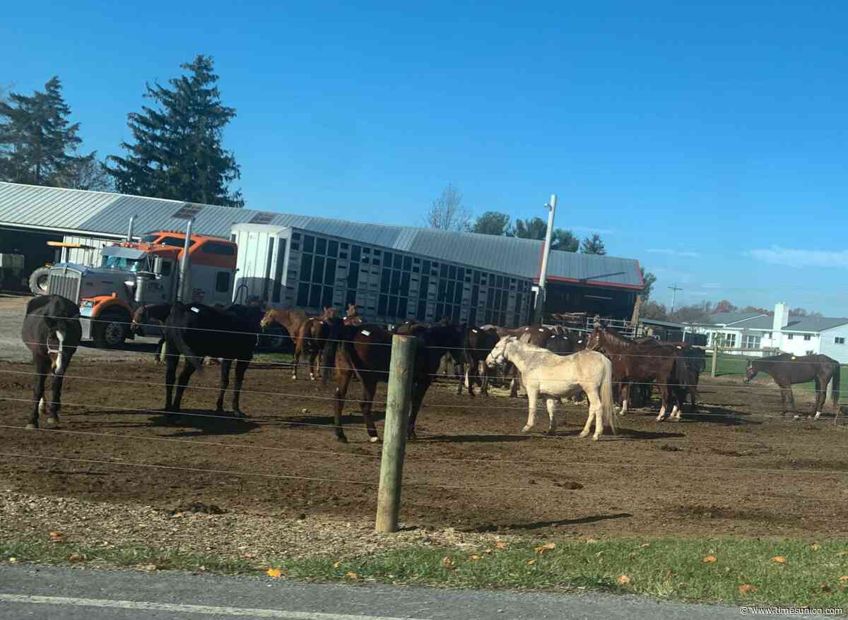 Horses bound for slaughter rescued in northern NY as trucker arrested