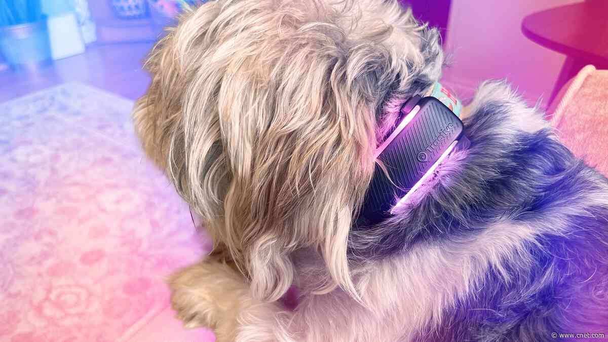 The 3 Best GPS Pet Trackers of 2026 After Testing Them on Our Furry Friends