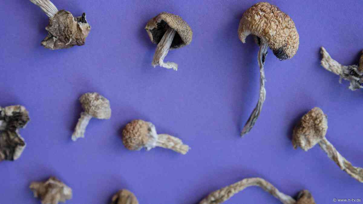 Schutz vor Folgeschäden: Überraschende Wirkung: "Zauberpilze" könnten bei Chemotherapie helfen