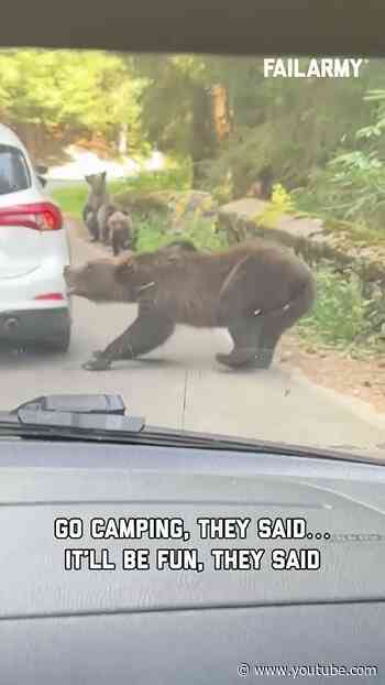 Just trying to enjoy the great outdoors #bearattack #bears #wildlife #expensivefails #shorts