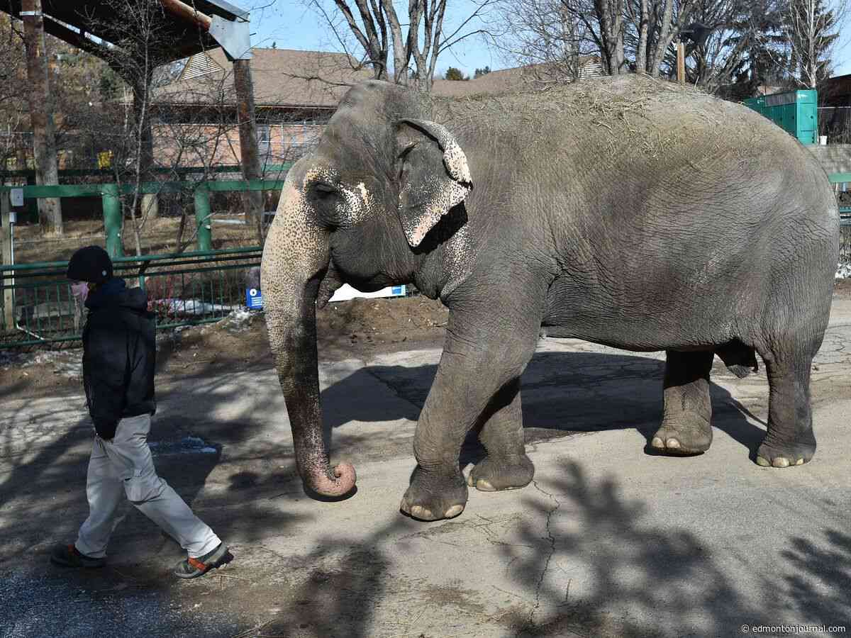Work begins on expanded enclosure for Lucy, zoo's sole elephant