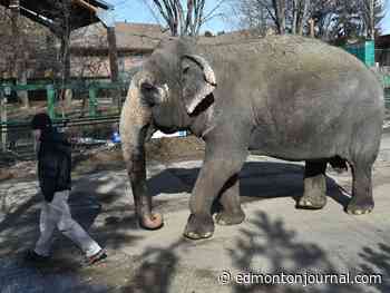 Work begins on expanded enclosure for Lucy, zoo's sole elephant