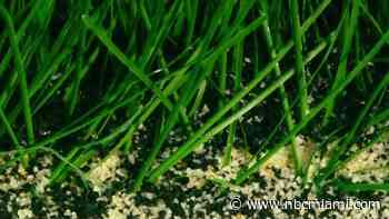 Should South Florida schools use real grass or artificial turf? The choice is about more than looks