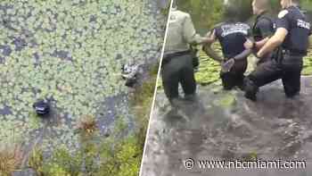 Video shows Florida deputies pursue hit-and-run suspect in gator-infested swamp