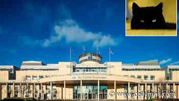Civil servant provokes fury from colleagues by showing up for work 'dressed as a cat'