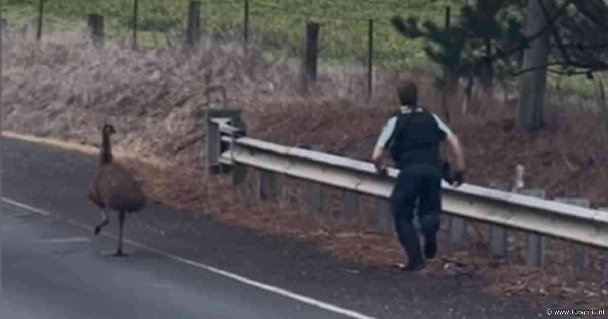 Agent zet achtervolging in op losgeslagen emoe die voor chaos zorgt op Australische snelweg