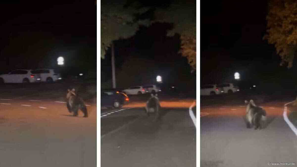 Bär taucht in Ort am Gardasee auf: Wirtin entging Begegnung wohl nur knapp