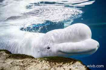 2 more beluga whales die at Chicago aquarium, including 1 recently rescued from Canada