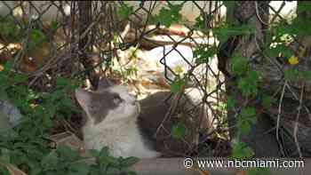 The story behind more than 100 abandoned cats living behind a Publix in Hialeah