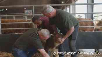 Yorkshire Vet airs heartbreaking episode as star faced with ‘nearly lifeless’ newborn