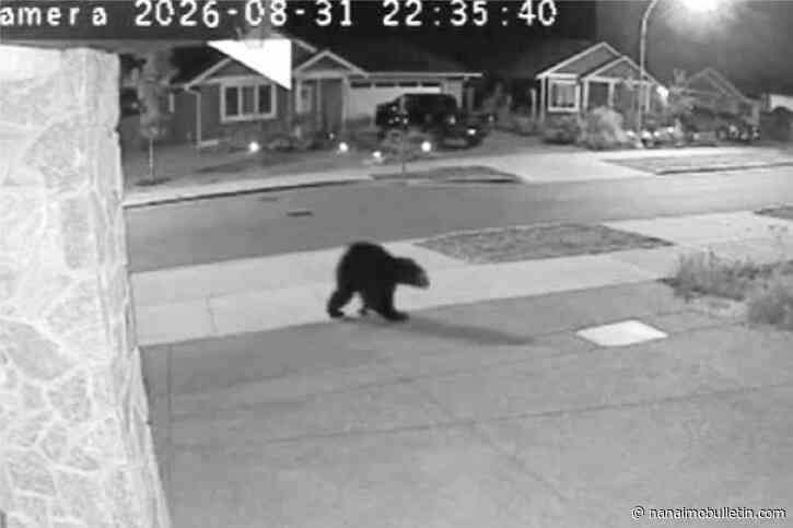 Bear with unusual backside captured on Comox porch cam