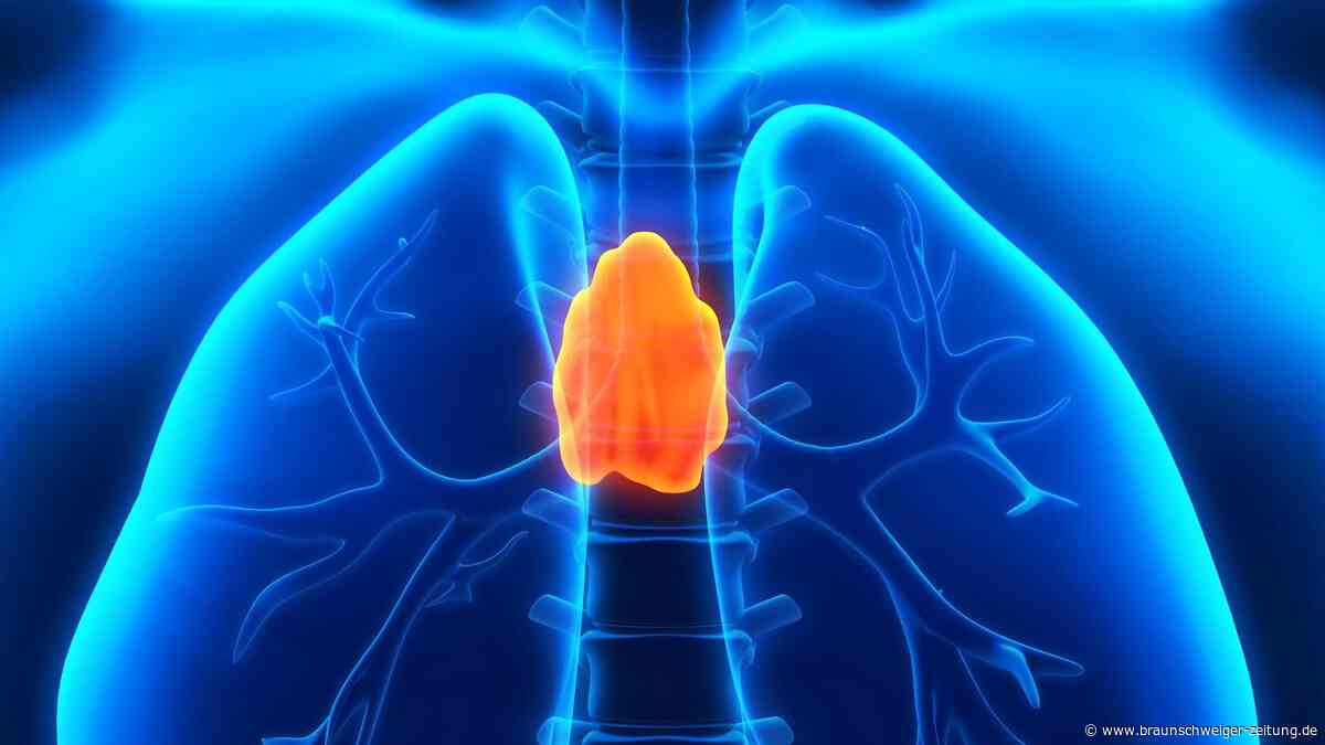Thymus: Dieses kleine Organ könnte den Therapieerfolg bei Krebs mitbestimmen