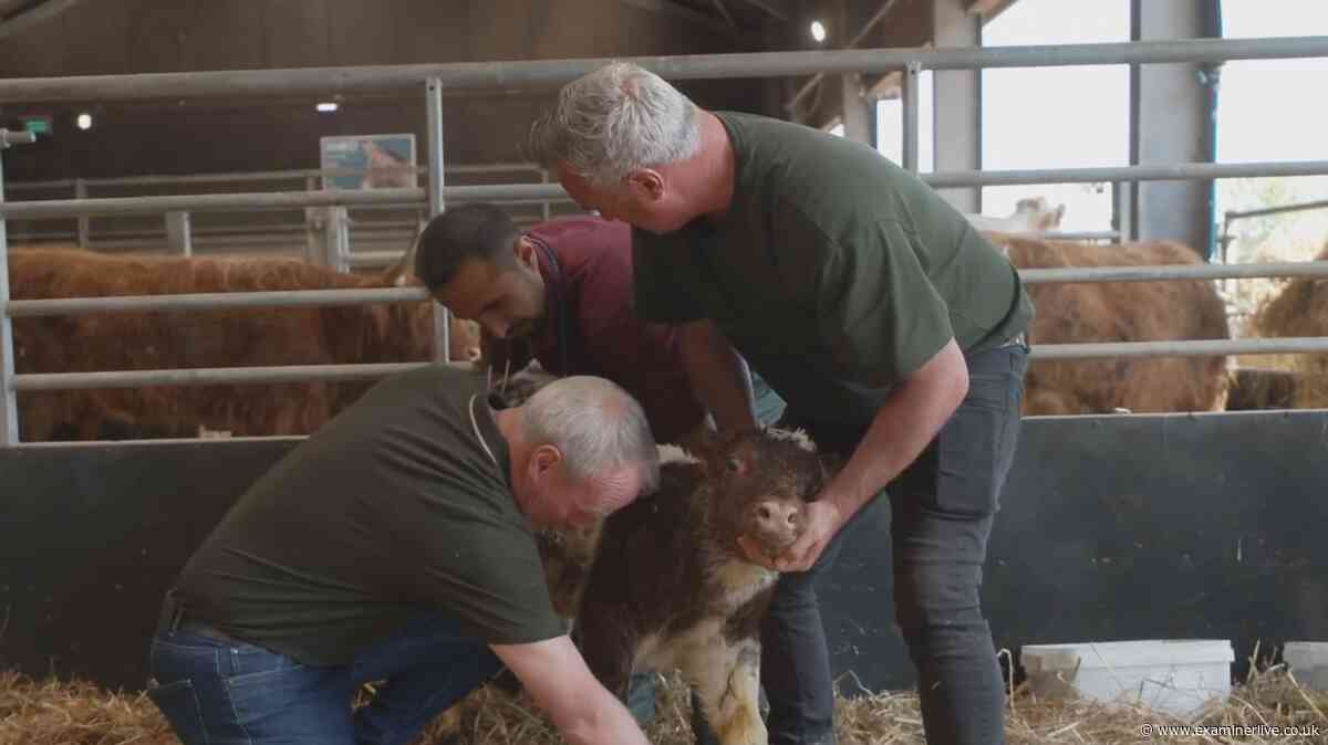 Yorkshire Vet airs heartbreaking episode as star faced with ‘nearly lifeless’ newborn