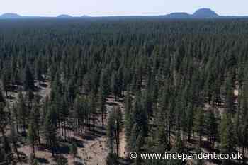 US Forest Service is closing 23 research stations in more than a dozen states in latest Trump overhaul