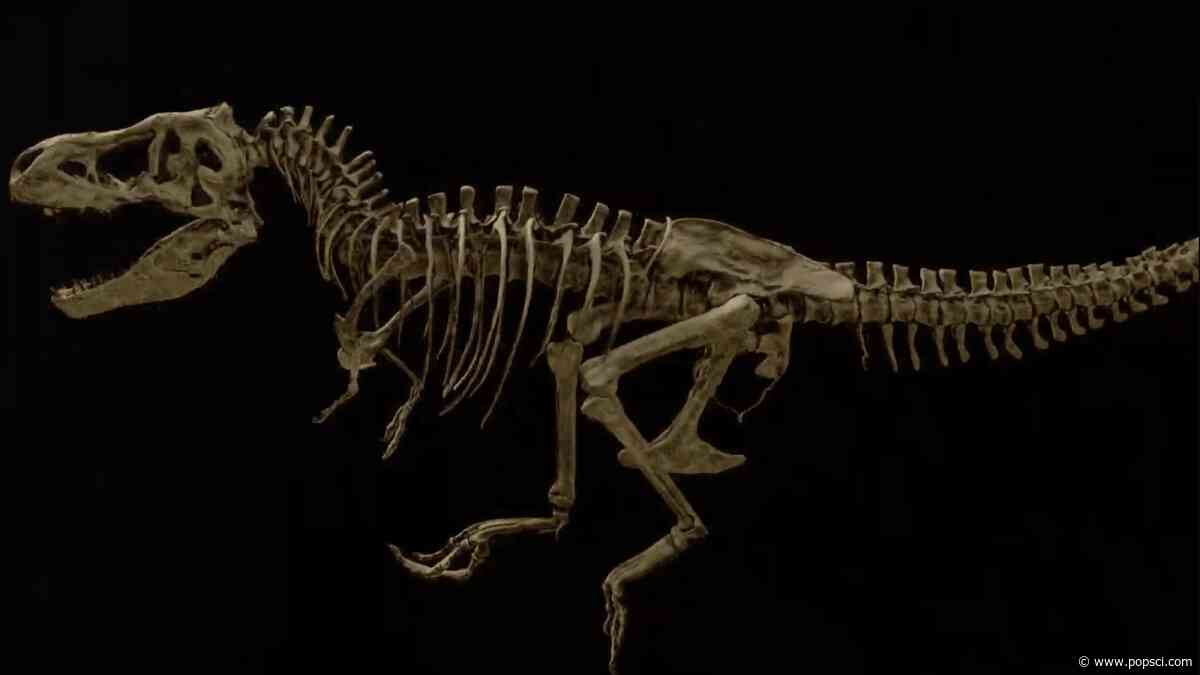 Fossilized tissue reveals largest known T. rex died from broken rib