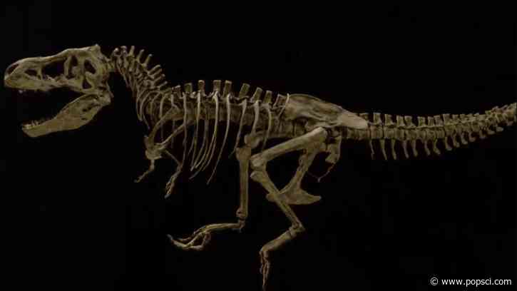 Fossilized tissue reveals largest known T. rex died from broken rib