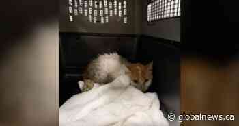 Montreal cat returns home after 2 weeks on loose at Toronto Pearson airport
