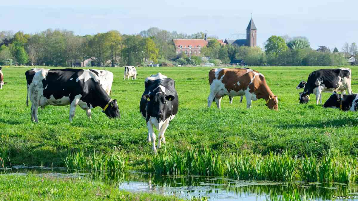 Stikstofpakket krijgt ruime voldoende: krimp veestapel is onvermijdelijk
