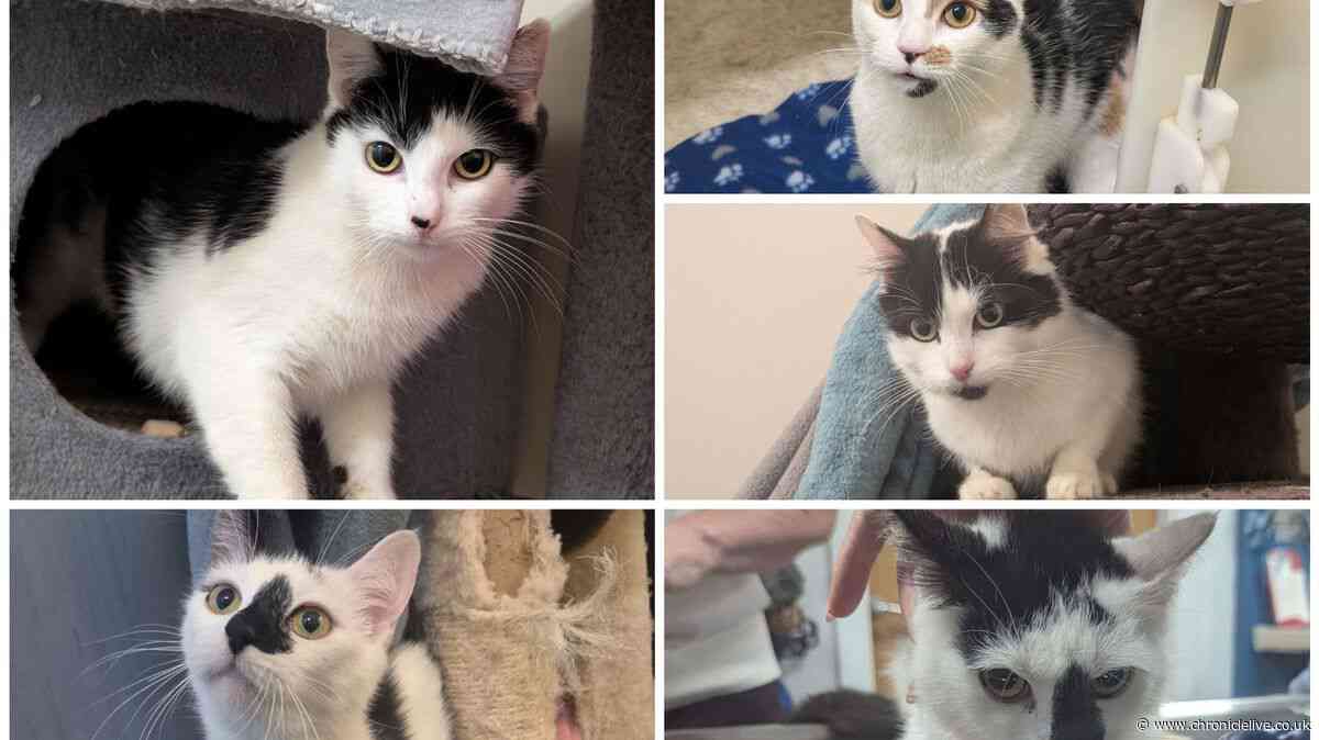 Consett couple who 'should not have been keeping animals' banned again after neglecting five cats