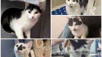 Consett couple who 'should not have been keeping animals' banned again after neglecting five cats