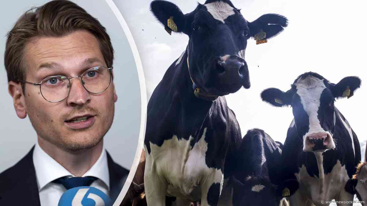 Stikstofplannen kabinet betekenen forse ingreep in veestapel: krimp tot 40 procent