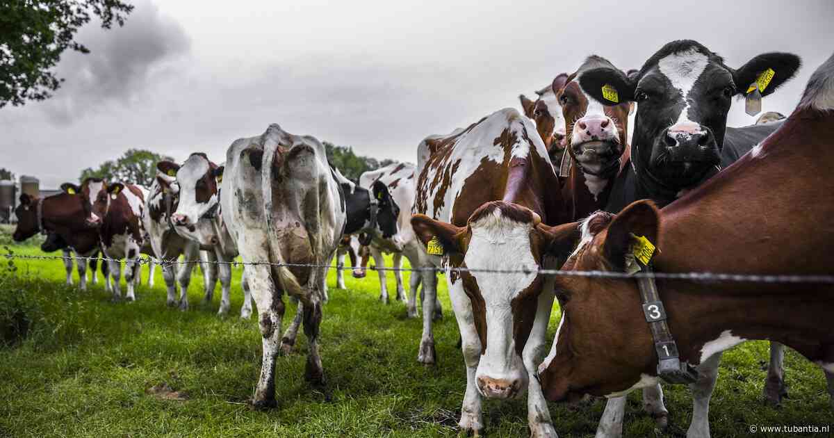 Ook rekenmeesters kabinet concluderen: veel veebedrijven overleven stikstofplannen niet