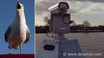 Attack of the drones! Council turns to Star Wars-style laser tech to stop gulls