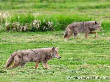 B.C. man who left food for bears and coyotes hit with $27,000 fine