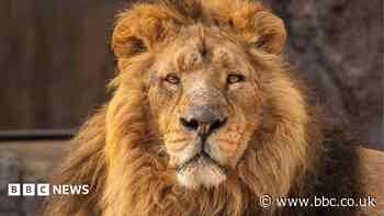 Lion dies after eye procedure revealed illness