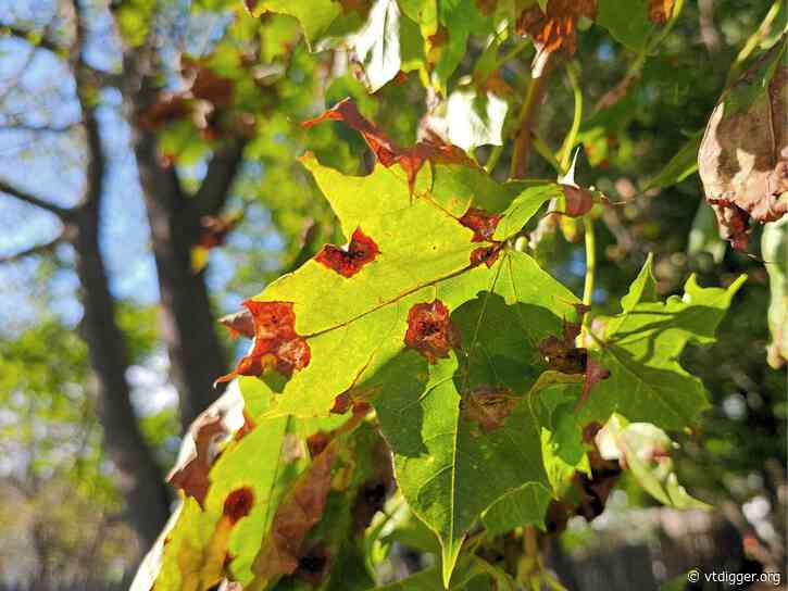 Tar spot fungus likely won’t mute fall colors