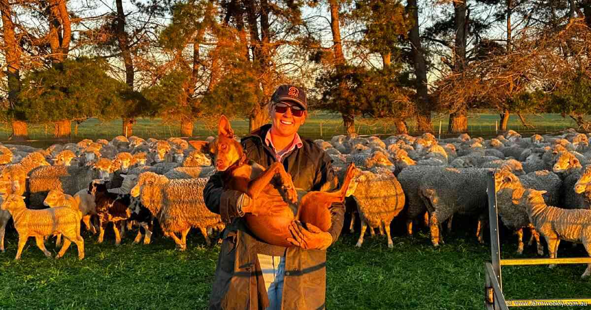 Jumbuck Plains: How the Fowlers are keeping a 19th-century Merino dream alive