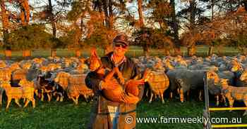 Jumbuck Plains: How the Fowlers are keeping a 19th-century Merino dream alive