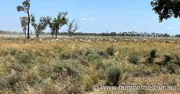 Sinclair Hill's Boanbirra a large-scale exclusion fenced grazing operation