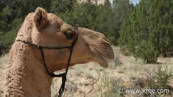 Camels are coming back to El Morro National Monument