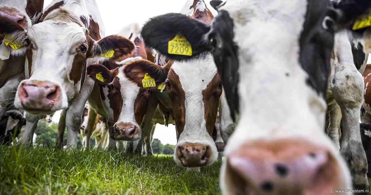 LTO: generieke krimp veestapel in PBL-stikstofrapport onbespreekbaar