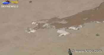 Dry Rio Grande could cause continued issues for wildlife and vegetation