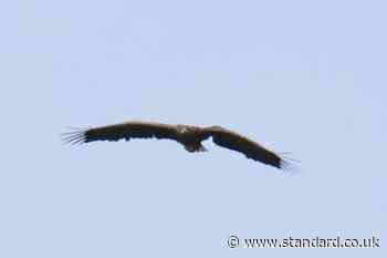 ‘Death defying’ eagle spotted three years after breaking wing as chick