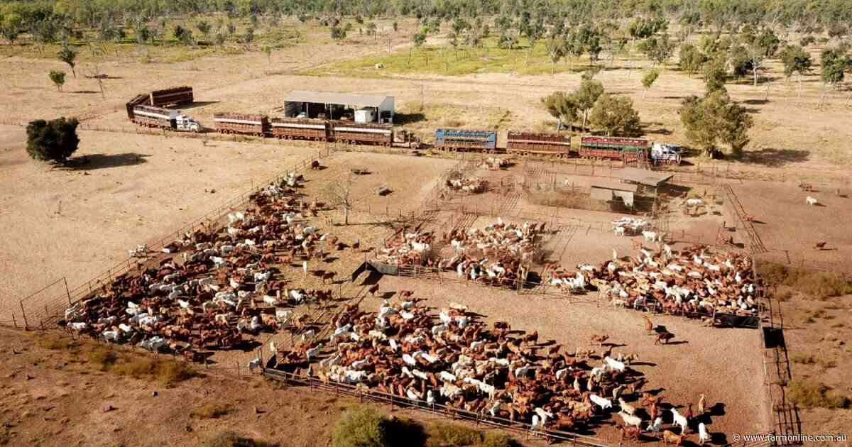 British billionaire expands Aussie pastoral empire with NT cattle station buy