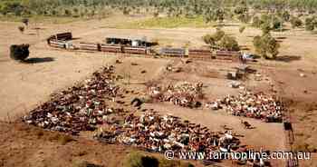 British billionaire expands Aussie pastoral empire with NT cattle station buy