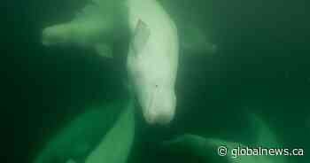 Polar bear, beluga conservation, education in Churchill, Man.