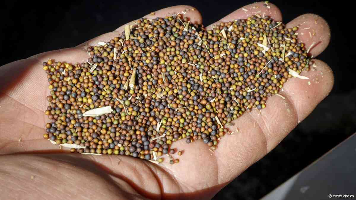 Canadian canola had a rough few years. This could be one of its best