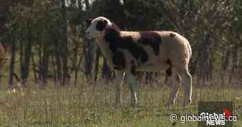RCMP investigate after one lamb shot, another killed near Wainwright
