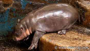 Piper the three-week-old pygmy hippo takes her first dip in the pool