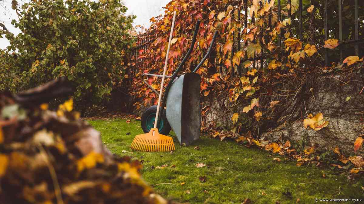 Lawns will be green and healthy if gardeners do simple task in September