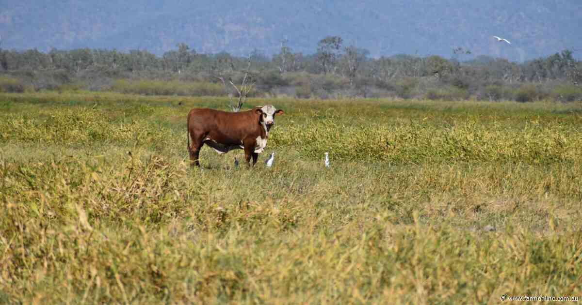 Barringha a sizeable 3890 acre grazing property for 700 cattle | Video