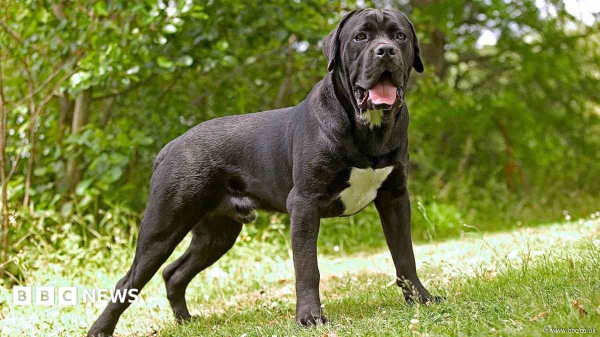Two dogs attack woman delivering parcel